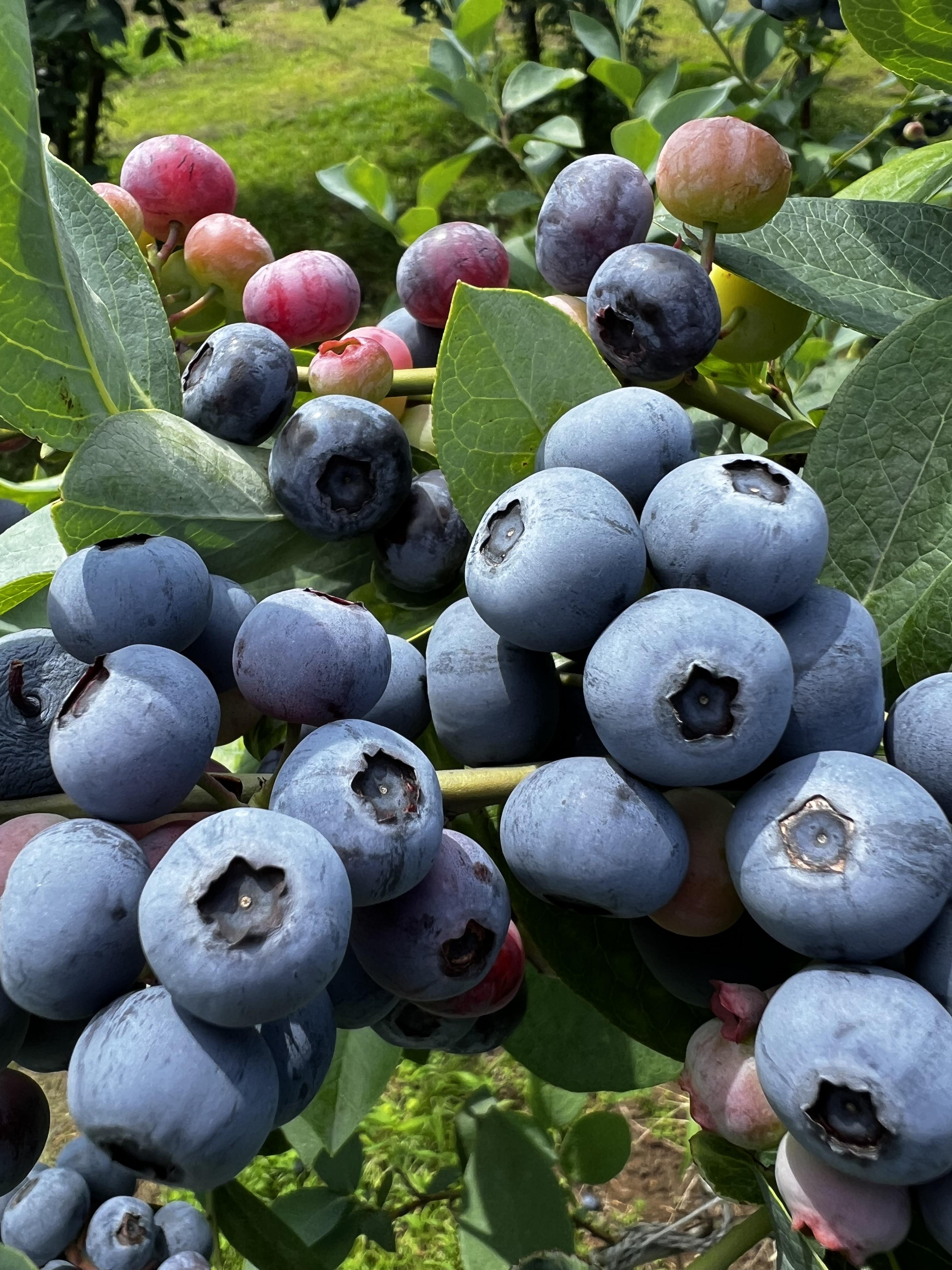 南町田ブルーベリー園の風景