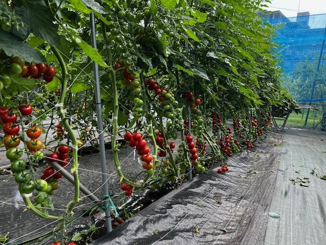 収穫できる夏野菜